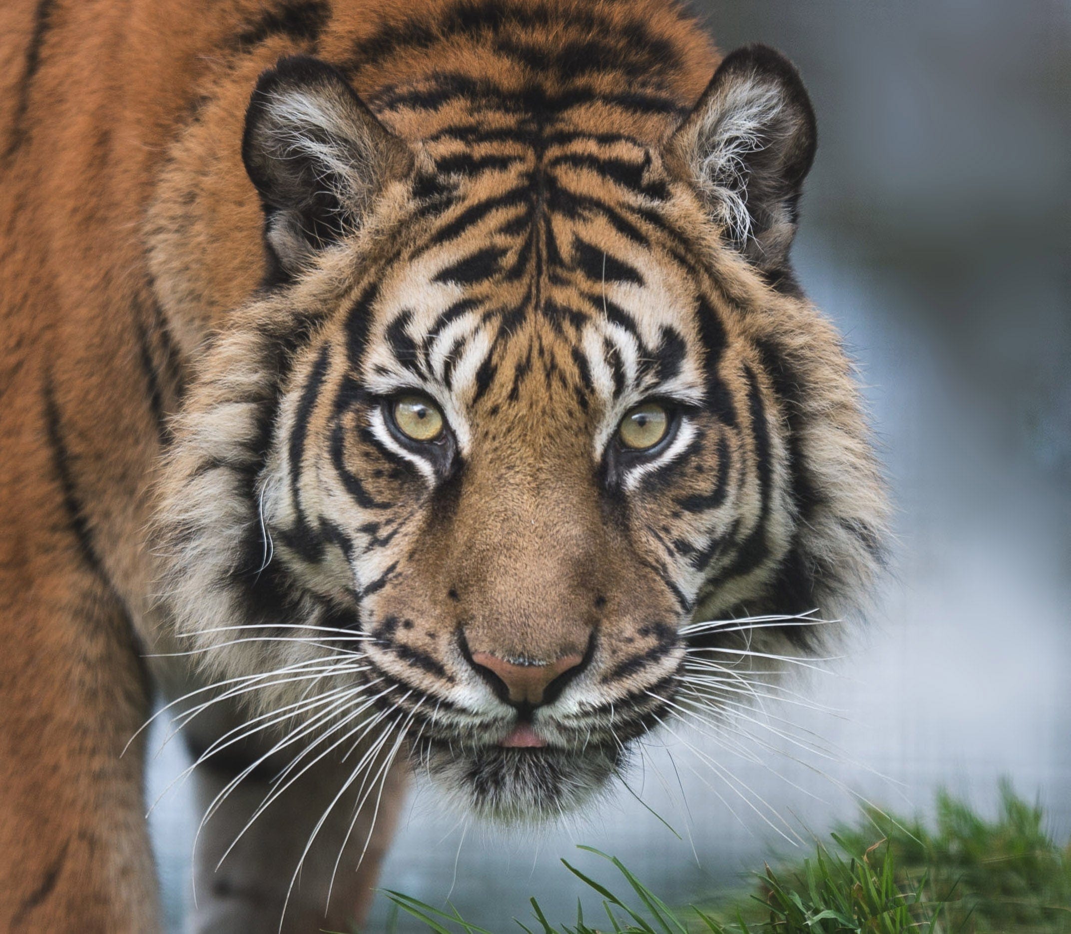 Private VIP tour of The Big Cat Sanctuary